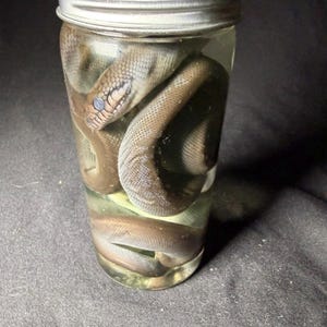 Peut inclure: Un bocal en verre transparent avec un couvercle en métal argenté contenant un serpent brun conservé enroulé dans du liquide. Le serpent présente des écailles visibles et une forme de tête distincte, immergé dans un fluide transparent.