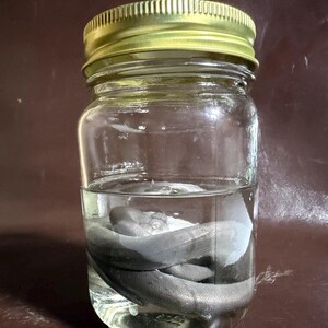 May include: A clear glass jar with a gold-colored metal lid containing a coiled, grey, snake-like specimen submerged in a transparent liquid. The jar is cylindrical with a smooth surface, and the specimen is visible through the glass walls.