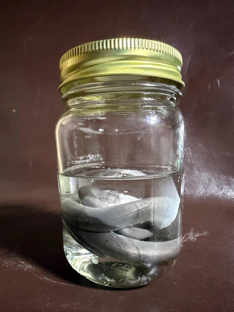 May include: A clear glass jar with a gold-colored metal lid containing a coiled, grey, snake-like specimen submerged in a transparent liquid. The jar is cylindrical with a smooth surface, and the specimen is visible through the glass walls.
