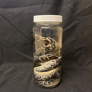 Pode incluir: Um frasco de vidro transparente com tampa branca contendo uma cobra. A cobra est&aacute; enrolada dentro do frasco, com um padr&atilde;o de escamas marrons, pretas e creme. O frasco est&aacute; sobre um fundo preto.