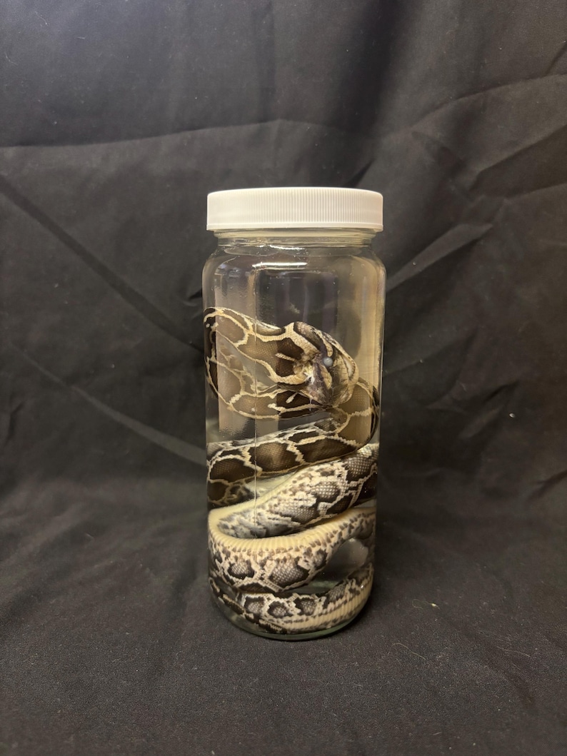Pode incluir: Um frasco de vidro transparente com tampa branca contendo uma cobra. A cobra est&aacute; enrolada dentro do frasco, com um padr&atilde;o de escamas marrons, pretas e creme. O frasco est&aacute; sobre um fundo preto.