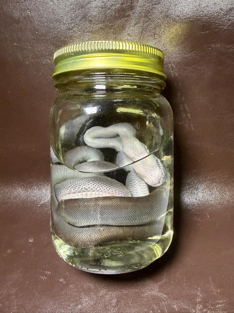 May include: A clear glass jar with a gold-coloured metal lid containing a preserved snake submerged in liquid. The snake has a light grey, textured, scaly appearance and is coiled within the transparent container, which is filled with clear fluid.