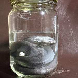 Peut inclure: Un bocal en verre transparent avec un couvercle en m&eacute;tal dor&eacute; contenant un serpent gris fonc&eacute; enroul&eacute; immerg&eacute; dans un liquide. Le serpent est plac&eacute; au centre du bocal, montrant clairement ses &eacute;cailles et sa t&ecirc;te &agrave; travers les parois en verre.