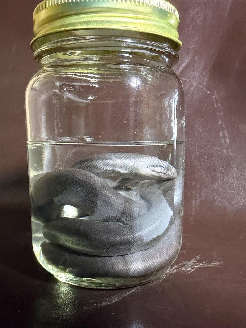 Peut inclure: Un bocal en verre transparent avec un couvercle en m&eacute;tal dor&eacute; contenant un serpent gris fonc&eacute; enroul&eacute; immerg&eacute; dans un liquide. Le serpent est plac&eacute; au centre du bocal, montrant clairement ses &eacute;cailles et sa t&ecirc;te &agrave; travers les parois en verre.