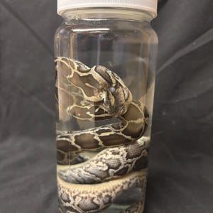 May include: A preserved snake in a clear glass jar with a white lid. The snake is coiled inside the jar, displaying a pattern of brown, tan, and cream scales. The jar is filled with a clear liquid.