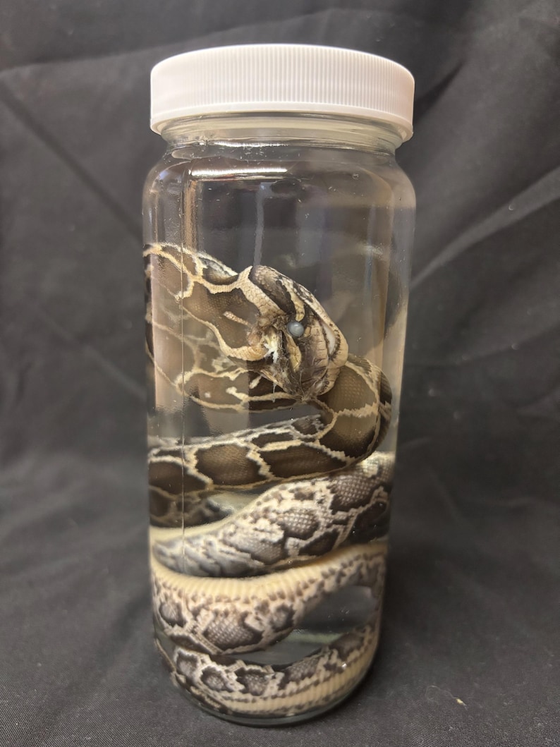 Pode incluir: Uma cobra preservada em um frasco de vidro transparente com tampa branca. A cobra est&aacute; enrolada dentro do frasco, exibindo um padr&atilde;o de escamas marrons, bege e creme. O frasco &eacute; preenchido com um l&iacute;quido transparente.