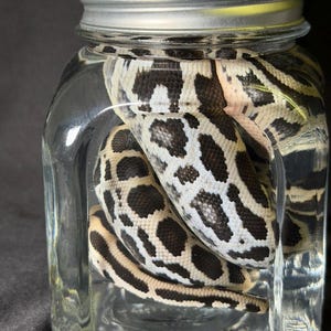 Może przedstawiać: Przezroczysty szklany słoik ze srebrną pokrywką zawiera węża. Wąż ma wz&oacute;r czarnych i białych plam i pask&oacute;w. Słoik jest wypełniony przezroczystym płynem, a wąż jest zwinięty w środku.