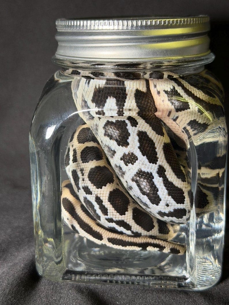 Może przedstawiać: Przezroczysty szklany słoik ze srebrną pokrywką zawiera węża. Wąż ma wz&oacute;r czarnych i białych plam i pask&oacute;w. Słoik jest wypełniony przezroczystym płynem, a wąż jest zwinięty w środku.