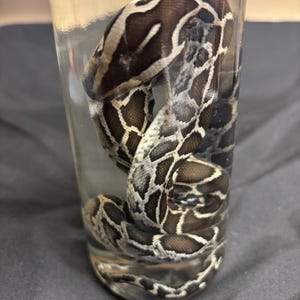 May include: A snake with brown and tan patterned scales is coiled inside a clear glass jar. The snake's head is visible at the top, with its body curving down and around within the jar. The jar is filled with a clear liquid.