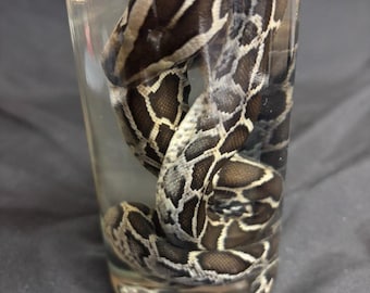 Espécime úmido dos Everglades da Flórida