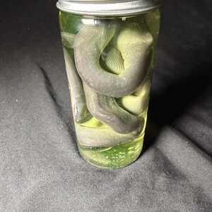 Può includere: Un barattolo di vetro trasparente con coperchio in metallo argentato contenente un serpente verde scuro arrotolato, immerso in un liquido traslucido verde chiaro. Le squame del serpente sono visibili attraverso il vetro del barattolo.