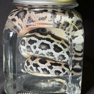 Może przedstawiać: Wąż z czarno-białym wzorem jest zwinięty wewnątrz przezroczystego szklanego słoika ze srebrną pokrywką. Widoczne są łuski węża, a słoik wypełniony jest przezroczystym płynem. Słoik jest prostokątny z zaokrąglonymi rogami.