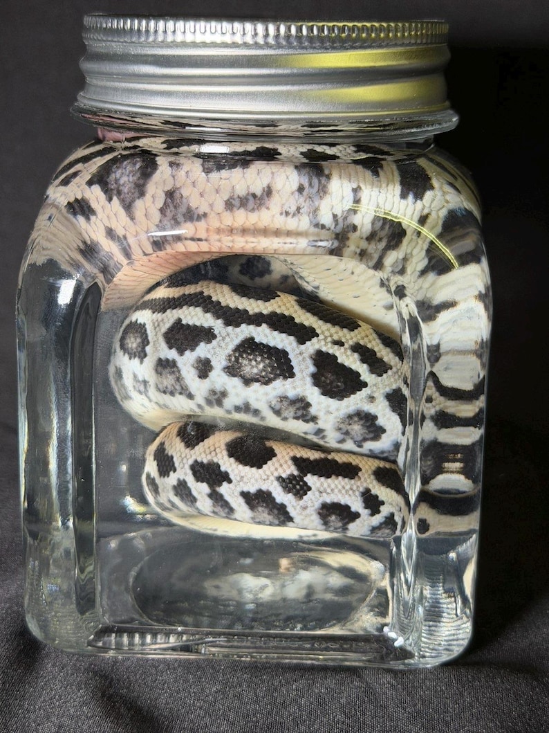 Może przedstawiać: Wąż z czarno-białym wzorem jest zwinięty wewnątrz przezroczystego szklanego słoika ze srebrną pokrywką. Widoczne są łuski węża, a słoik wypełniony jest przezroczystym płynem. Słoik jest prostokątny z zaokrąglonymi rogami.