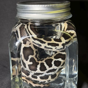 May include: A clear glass jar with a silver lid contains a snake. The snake has a pattern of dark brown spots on a cream-colored background. The jar is filled with a clear liquid, and the snake is coiled inside.