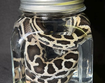 Python Wet Specimen
