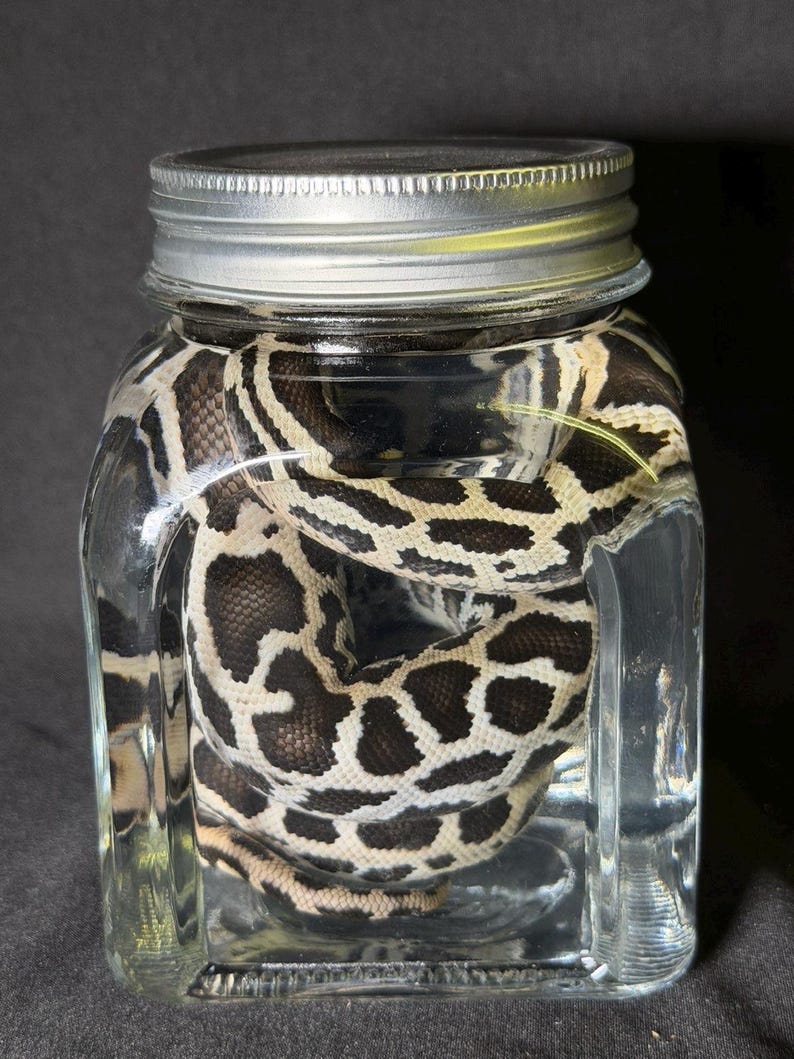 Może przedstawiać: Przezroczysty szklany słoik ze srebrną pokrywką zawiera węża. Wąż ma wz&oacute;r ciemnobrązowych plam na kremowym tle. Słoik jest wypełniony przezroczystym płynem, a wąż jest zwinięty w środku.