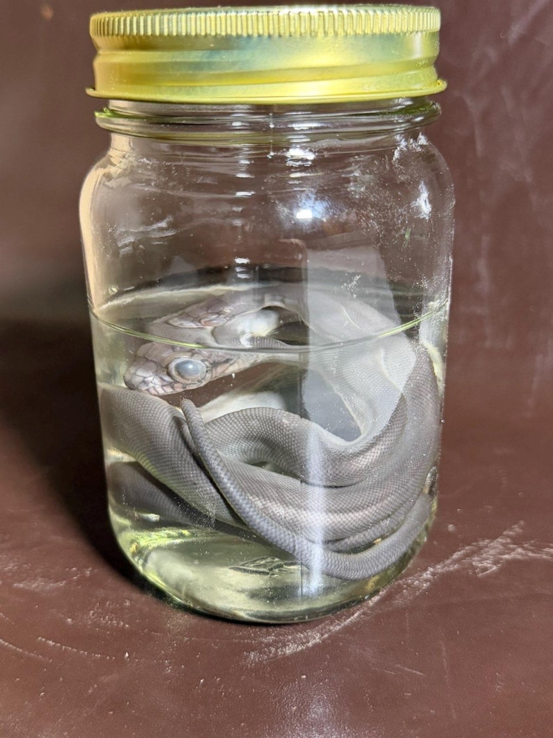 Peut inclure: Un bocal en verre transparent avec un couvercle en m&eacute;tal dor&eacute; contenant un serpent gris conserv&eacute; immerg&eacute; dans un liquide. Le serpent est enroul&eacute; au fond du bocal, sa t&ecirc;te est visible pr&egrave;s de la surface, montrant des &eacute;cailles et un &oelig;il trouble.