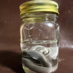 Python Wet Specimen image 2