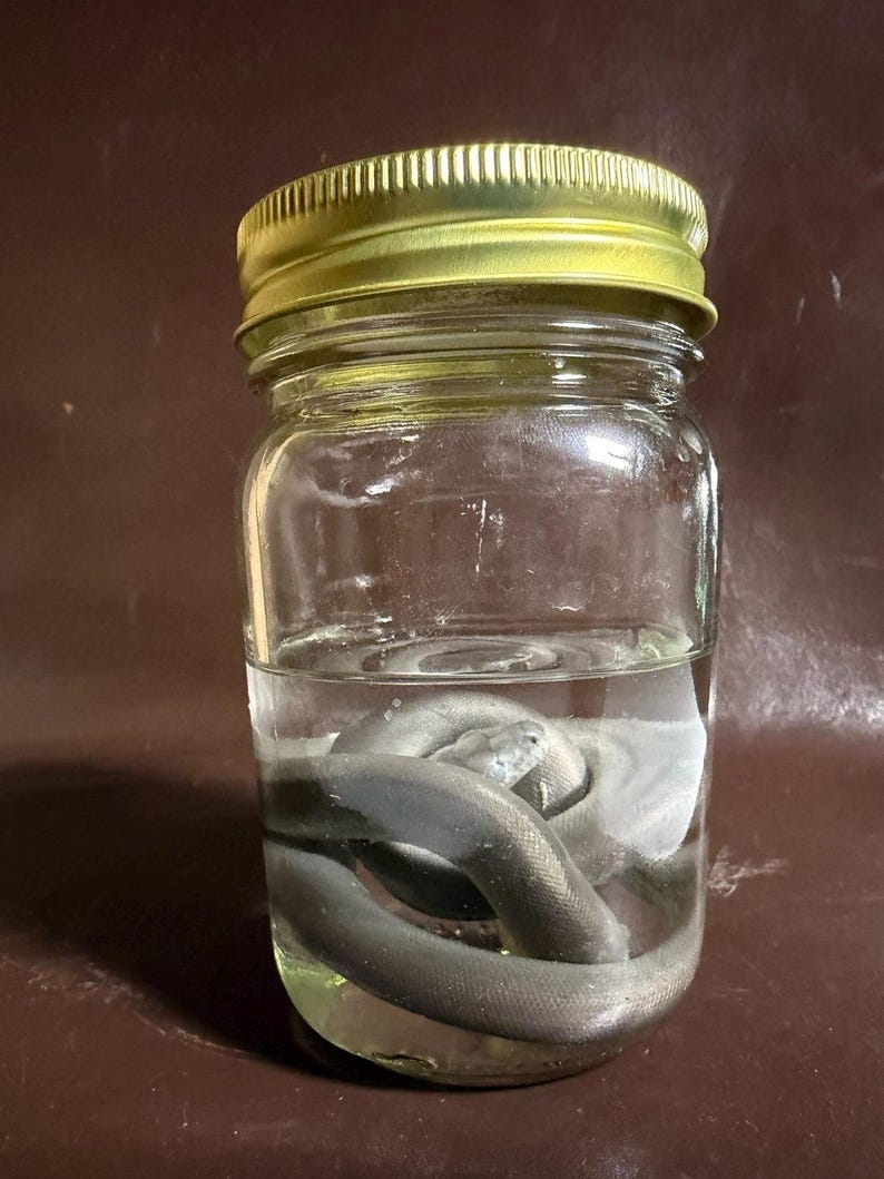 Python Wet Specimen image 2