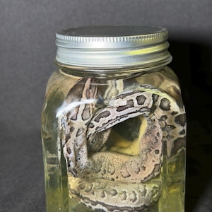 May include: A coiled snake preserved in a clear glass jar with a silver lid. The snake has a pattern of light and dark brown markings. The jar is filled with a yellowish liquid, and the background is a dark gray.
