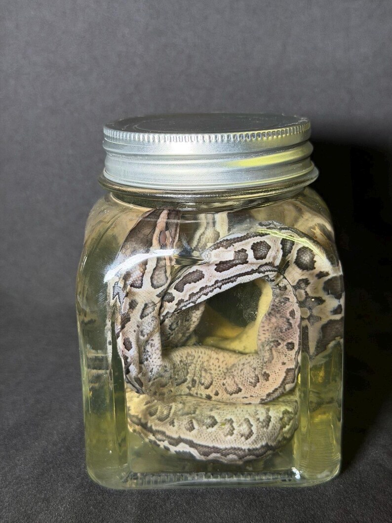 May include: A coiled snake preserved in a clear glass jar with a silver lid. The snake has a pattern of light and dark brown markings. The jar is filled with a yellowish liquid, and the background is a dark gray.