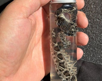 Espécime úmido de cascavel-diamante-oriental