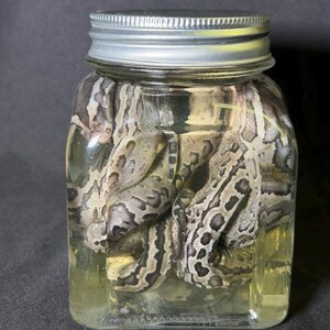 May include: A clear glass jar with a silver lid, filled with several snakes submerged in a yellow liquid. The snakes have a pattern of brown and tan markings.