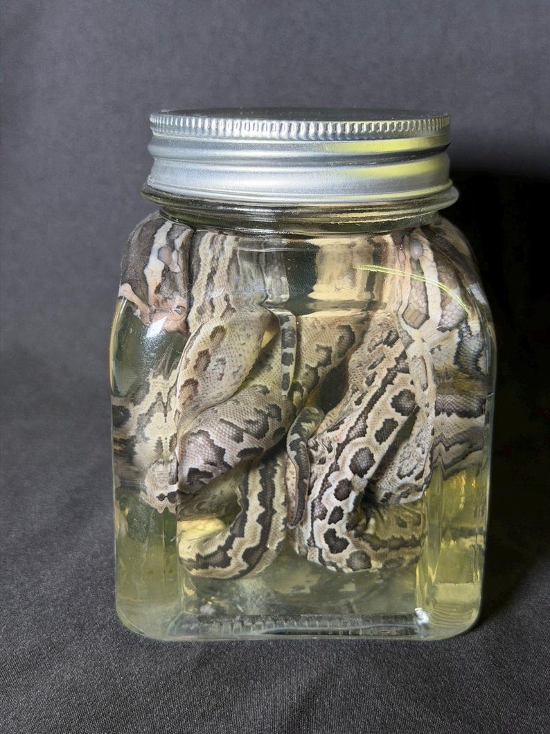 May include: A clear glass jar with a silver lid, filled with several snakes submerged in a yellow liquid. The snakes have a pattern of brown and tan markings.