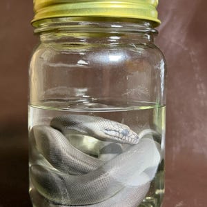 Peut inclure: Un bocal en verre transparent avec un couvercle en m&eacute;tal dor&eacute; contenant un serpent gris conserv&eacute;, enroul&eacute; dans un liquide transparent. Le serpent est plac&eacute; au centre du bocal, montrant ses &eacute;cailles et sa t&ecirc;te &agrave; travers le r&eacute;cipient en verre.
