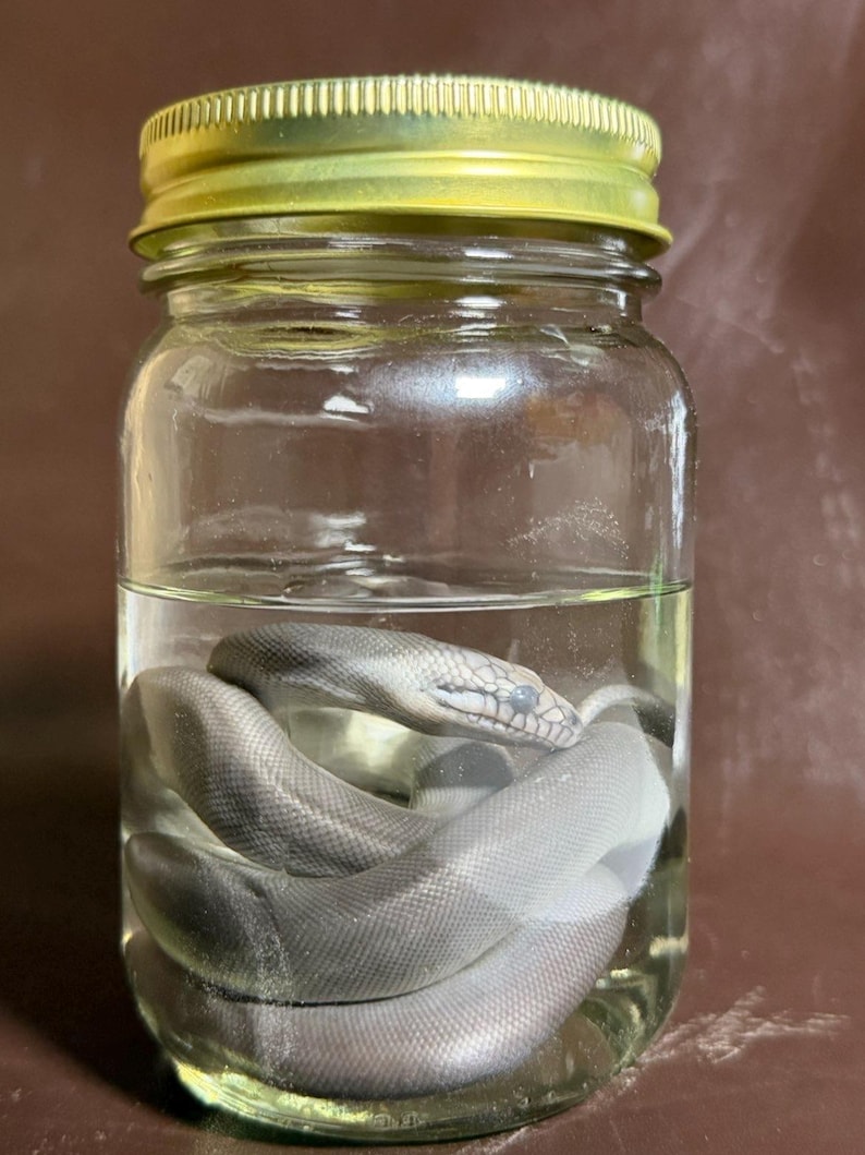 Peut inclure: Un bocal en verre transparent avec un couvercle en m&eacute;tal dor&eacute; contenant un serpent gris conserv&eacute;, enroul&eacute; dans un liquide transparent. Le serpent est plac&eacute; au centre du bocal, montrant ses &eacute;cailles et sa t&ecirc;te &agrave; travers le r&eacute;cipient en verre.