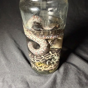 May include: A clear glass jar with a white screw-top lid containing a preserved snake specimen submerged in liquid. The snake features a patterned skin with dark brown, black, and cream-coloured scales coiled tightly within the cylindrical container.