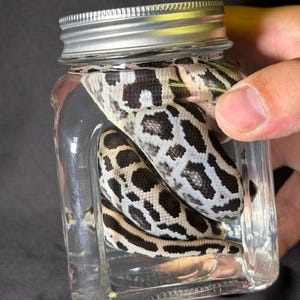 Może przedstawiać: Przezroczysty szklany słoik ze srebrną pokrywką, zawierający dwa węże z czarno-białymi wzorzystymi łuskami. Węże są zwinięte w słoiku, kt&oacute;ry jest trzymany przez osobę.