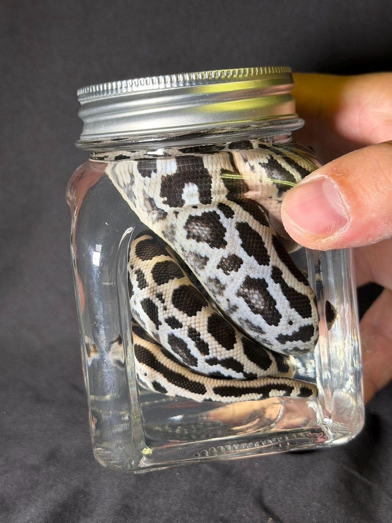 Może przedstawiać: Przezroczysty szklany słoik ze srebrną pokrywką, zawierający dwa węże z czarno-białymi wzorzystymi łuskami. Węże są zwinięte w słoiku, kt&oacute;ry jest trzymany przez osobę.