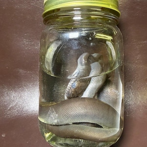 May include: A clear glass mason jar with a gold-colored metal lid containing a preserved snake submerged in liquid. The snake has a smooth, brownish-gray scaled body coiled inside the jar, with its head visible near the top of the liquid level.