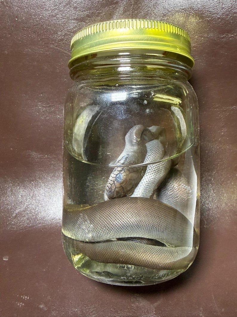 May include: A clear glass mason jar with a gold-colored metal lid containing a preserved snake submerged in liquid. The snake has a smooth, brownish-gray scaled body coiled inside the jar, with its head visible near the top of the liquid level.