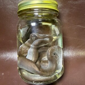 May include: A clear glass jar with a yellow metal lid containing a preserved snake submerged in liquid. The snake has a dark brown, scaled body coiled within the jar, with its head visible near the top, showing detailed scales and texture.
