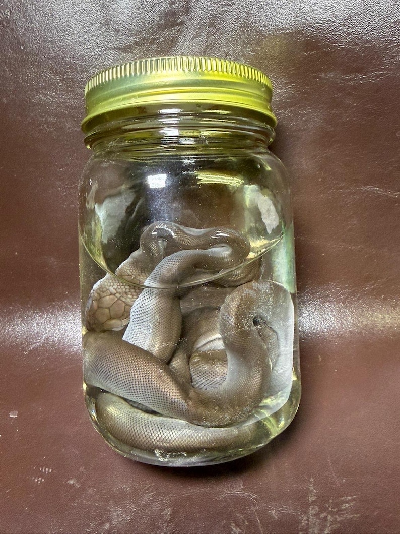 May include: A clear glass jar with a yellow metal lid containing a preserved snake submerged in liquid. The snake has a dark brown, scaled body coiled within the jar, with its head visible near the top, showing detailed scales and texture.