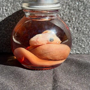May include: A small glass jar with a silver lid, containing a preserved specimen. The specimen is a light orange color, with a visible eye. The liquid inside the jar is a reddish-orange hue. The jar sits on a dark, textured surface.