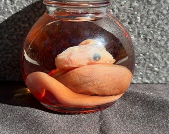 Embrión de pitón birmana