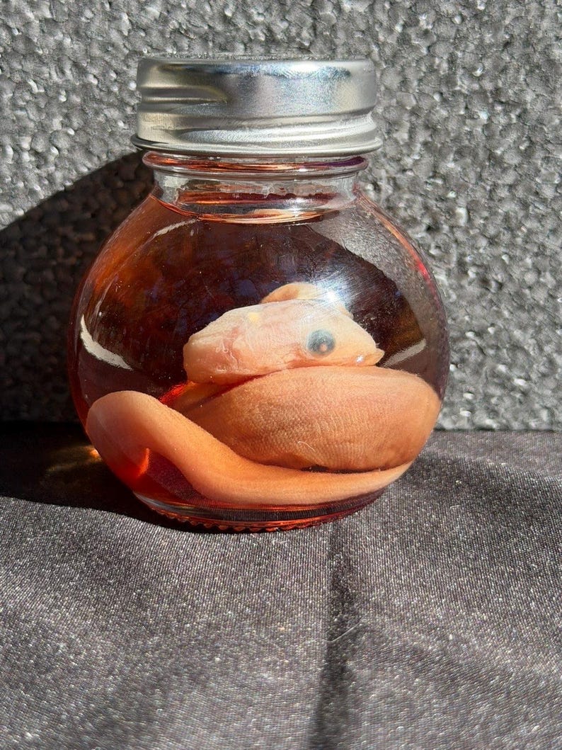 May include: A small glass jar with a silver lid, containing a preserved specimen. The specimen is a light orange color, with a visible eye. The liquid inside the jar is a reddish-orange hue. The jar sits on a dark, textured surface.