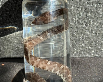 細長いホグノーズ毒蛇の湿潤標本