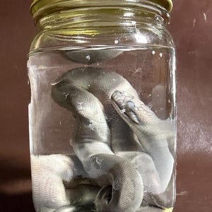 Könnte beinhalten: Ein klares Glasgefäß mit einem goldfarbenen Metalldeckel, das eine in Flüssigkeit konservierte graue Schlange enthält. Die Schlange ist im Glas zusammengerollt, wobei ihre Schuppen und ihr Kopf durch die transparenten Glaswände sichtbar sind.