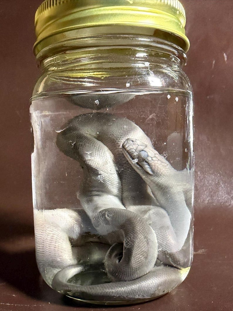 May include: A clear glass jar with a gold-colored metal lid containing a preserved grey snake submerged in liquid. The snake is coiled within the jar, showing its scales and head clearly through the transparent glass walls of the container.