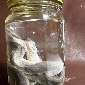 May include: A clear glass jar with a gold-colored metal lid containing a preserved snake specimen submerged in liquid. The snake has a pale, grayish-white appearance with visible scales and is coiled within the transparent glass container.