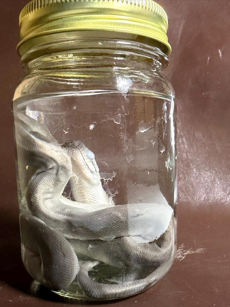 May include: A clear glass jar with a gold-colored metal lid containing a preserved snake specimen submerged in liquid. The snake has a pale, grayish-white appearance with visible scales and is coiled within the transparent glass container.