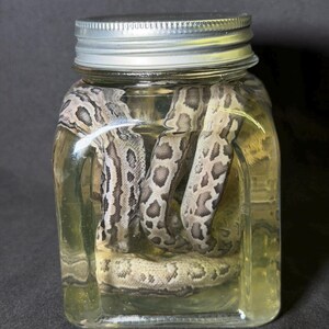 May include: A preserved snake in a clear glass jar with a silver lid. The snake has a pattern of brown and tan spots and stripes. The jar is filled with a yellowish liquid.