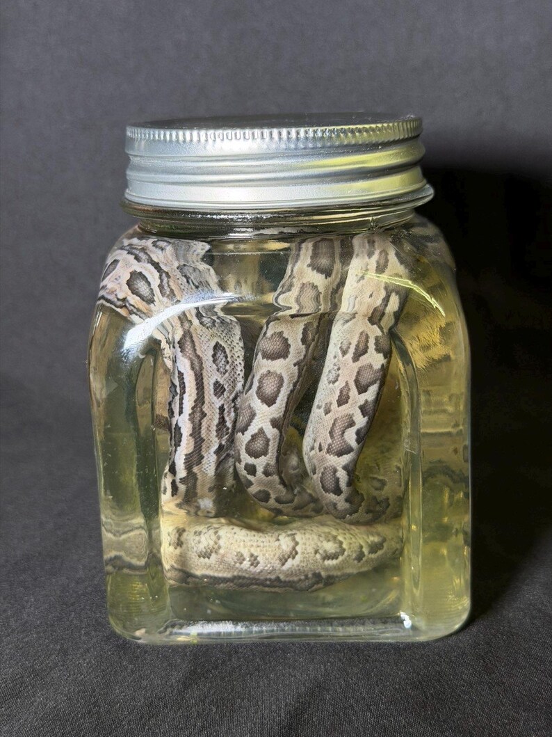 May include: A preserved snake in a clear glass jar with a silver lid. The snake has a pattern of brown and tan spots and stripes. The jar is filled with a yellowish liquid.