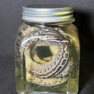 May include: A preserved snake coiled inside a clear glass jar with a silver lid. The snake has a pattern of brown and tan markings. The jar is filled with a yellow liquid, and the background is dark.