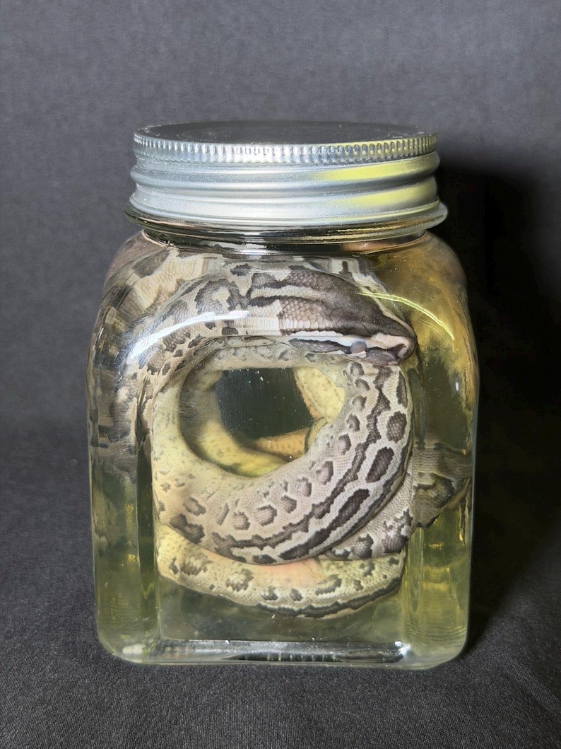 May include: A preserved snake coiled inside a clear glass jar with a silver lid. The snake has a pattern of brown and tan markings. The jar is filled with a yellow liquid, and the background is dark.