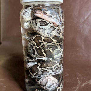 Peut inclure: Un bocal en verre transparent avec un couvercle blanc à vis contenant un serpent conservé immergé dans un liquide. Le serpent présente un motif distinct de taches brun foncé et noires sur un fond gris et blanc plus clair, enroulé dans le bocal.